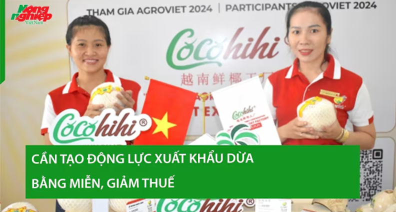 Đẩy mạnh xuất khẩu dừa Việt bằng thương hiệu và kĩ thuật
